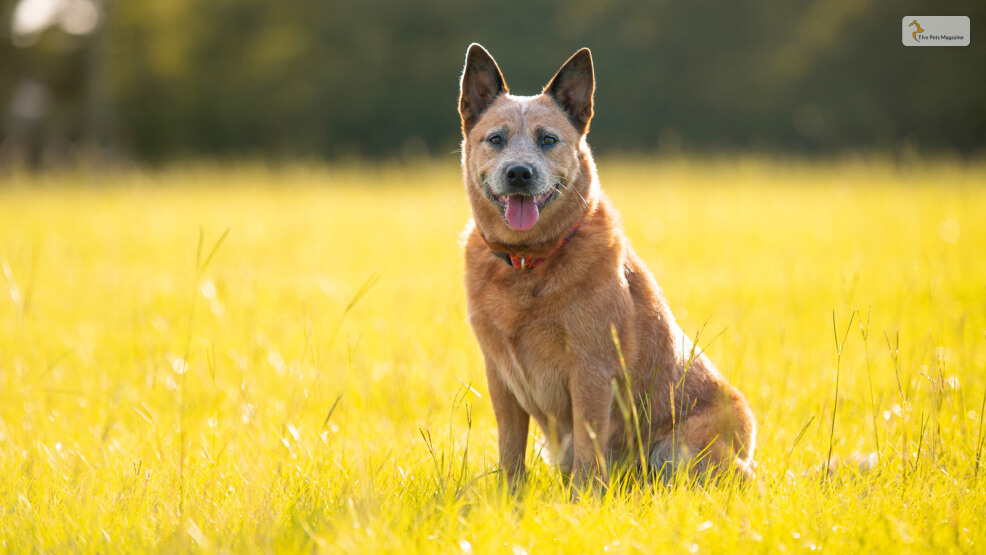 Red-Heeler-Appearance-Lifespan-and-Health-Issues