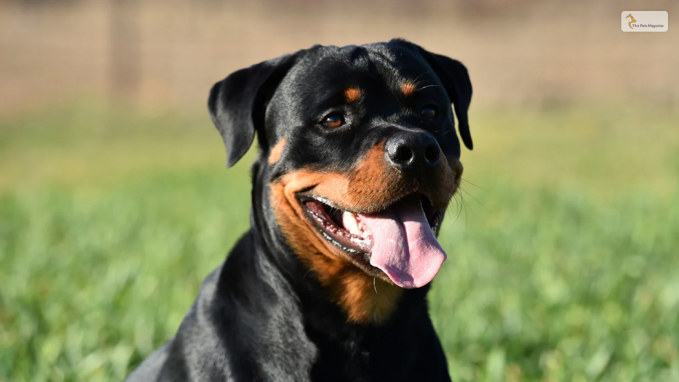 Rottweiler-dog