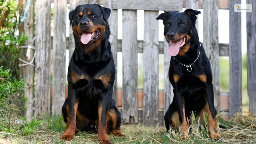 Rottweiler-vs-Doberman-Size-and-Appearance