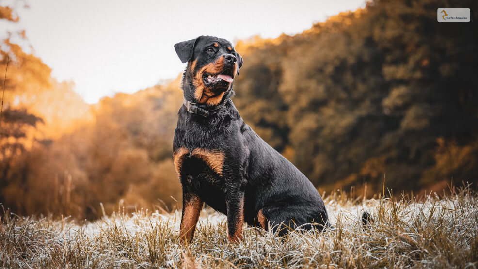 Rottweiler-vs-Doberman-Temperament-and-Personality