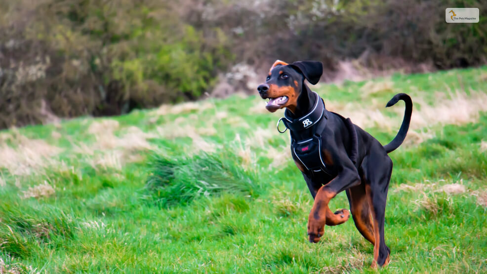 Rottweiler-vs.-Doberman-Exercise-Requirement