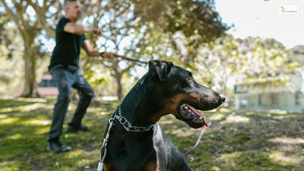 Rottweiler-vs.-Doberman-Training-Needs