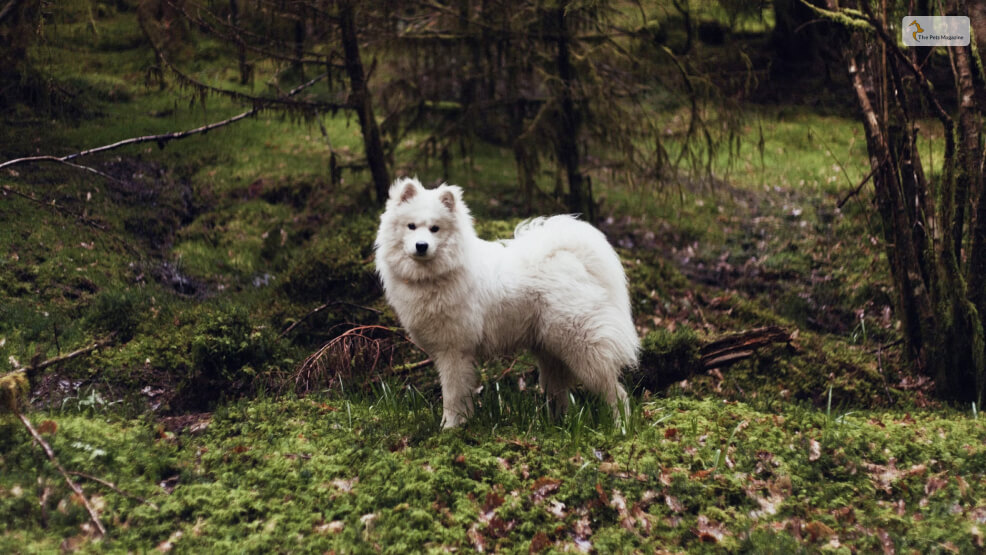 Samoyed