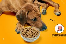 Signs of stomach cancer in dogs