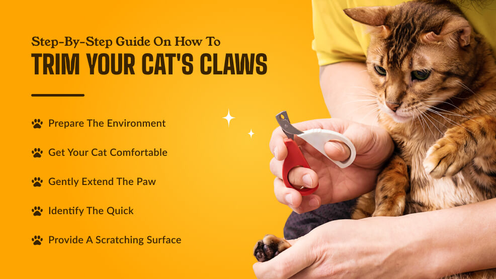 Step-by-step guide on how to trim your cat's claws