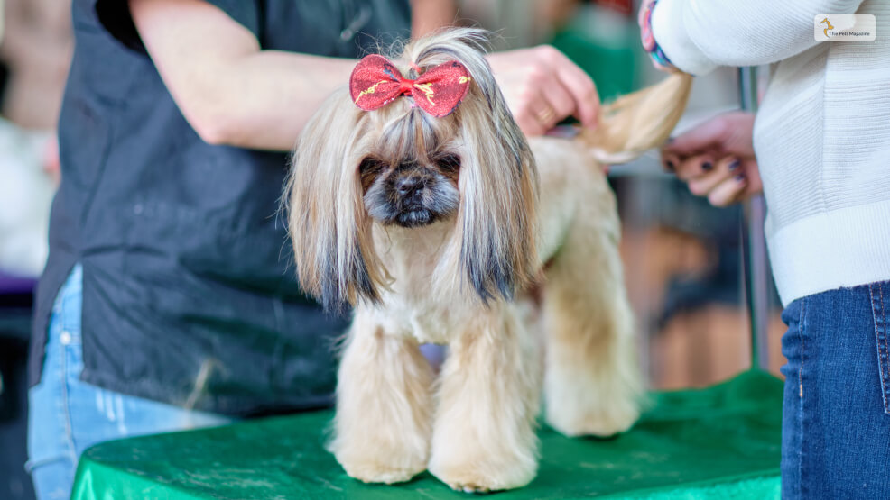 Steps-To-Groom-A-Maltese-Shih-Tzu