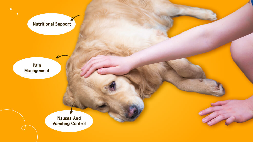 Supportive Care for Dogs with Stomach Cancer