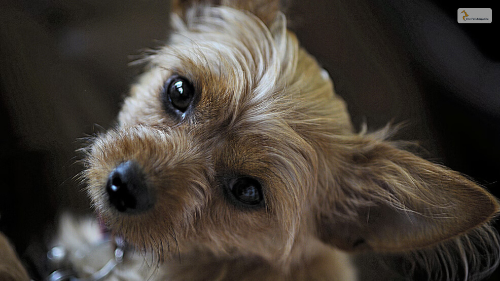 The-Chorkie-Chihuahua-X-Yorkshire-Terrier-Mix