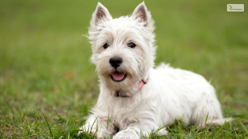 The-Highland-Maltie-Maltese-X-West-Highland-Terrier-Cross