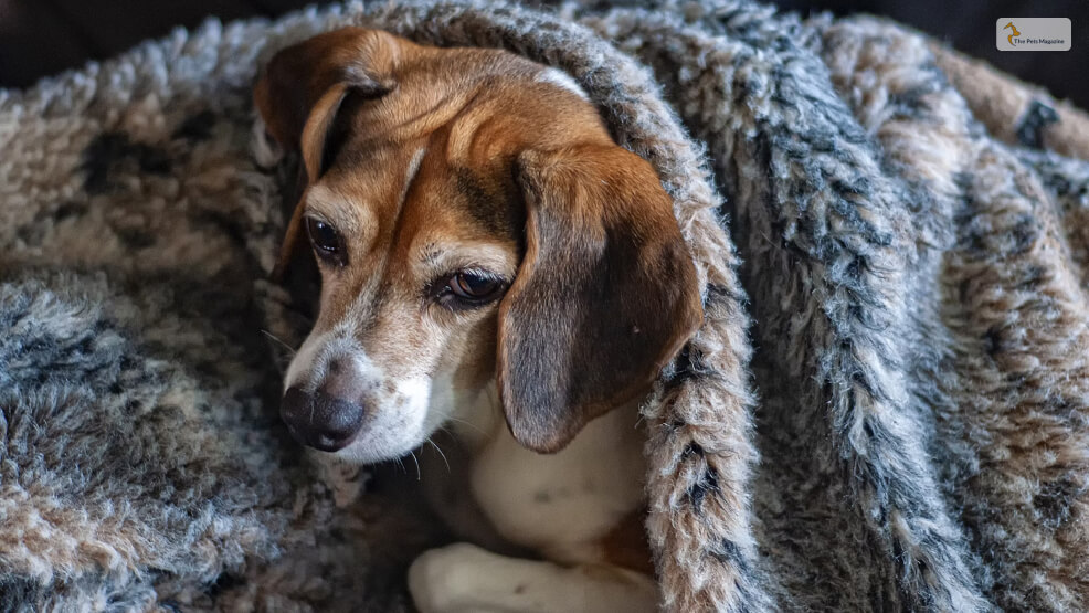 The-Jackabee-Beagle-X-Jack-Russell-Terrier-Mix