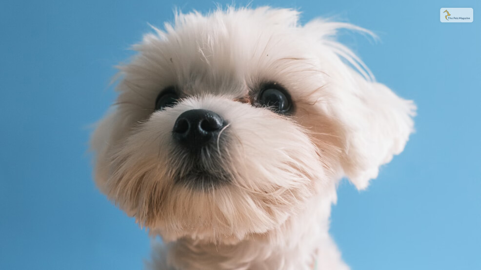 The-Morkie-Maltese-X-Yorkshire-Terrier-Mix