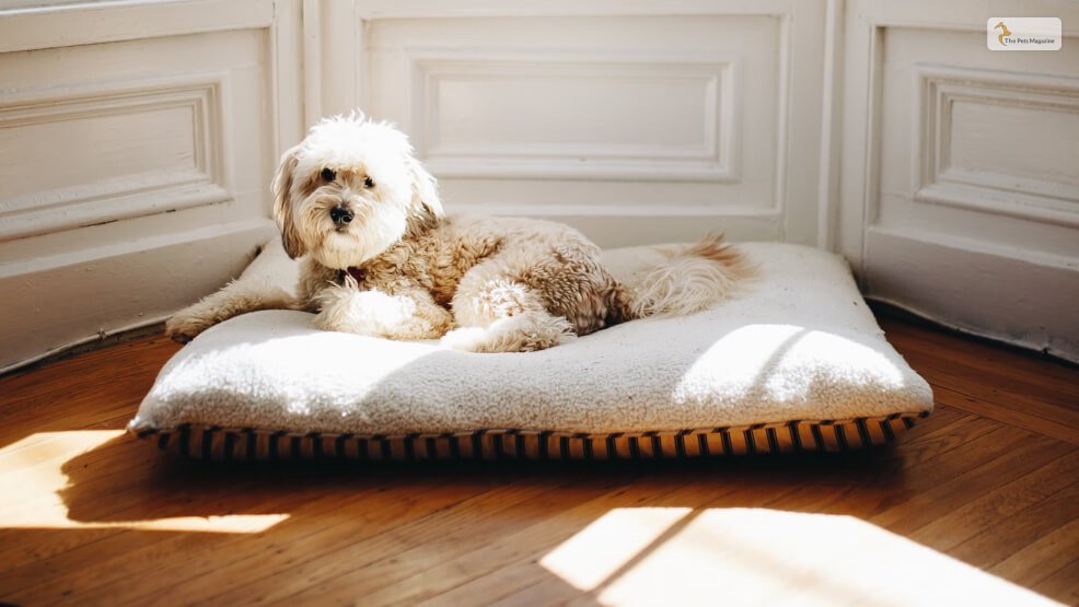 The-Whoodle-Poodle-X-Wheaten-Terrier-Mix