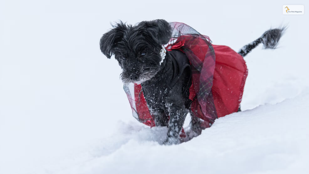 The-Yorkipoo-Poodle-X-Yorkshire-Terrier-Mix