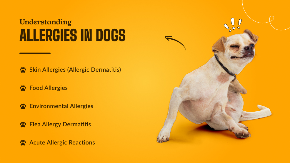 Understanding Allergies in Dogs