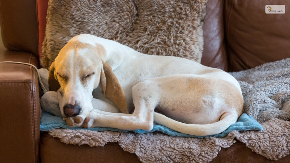 Use-Dog-specific-Heating-Pads