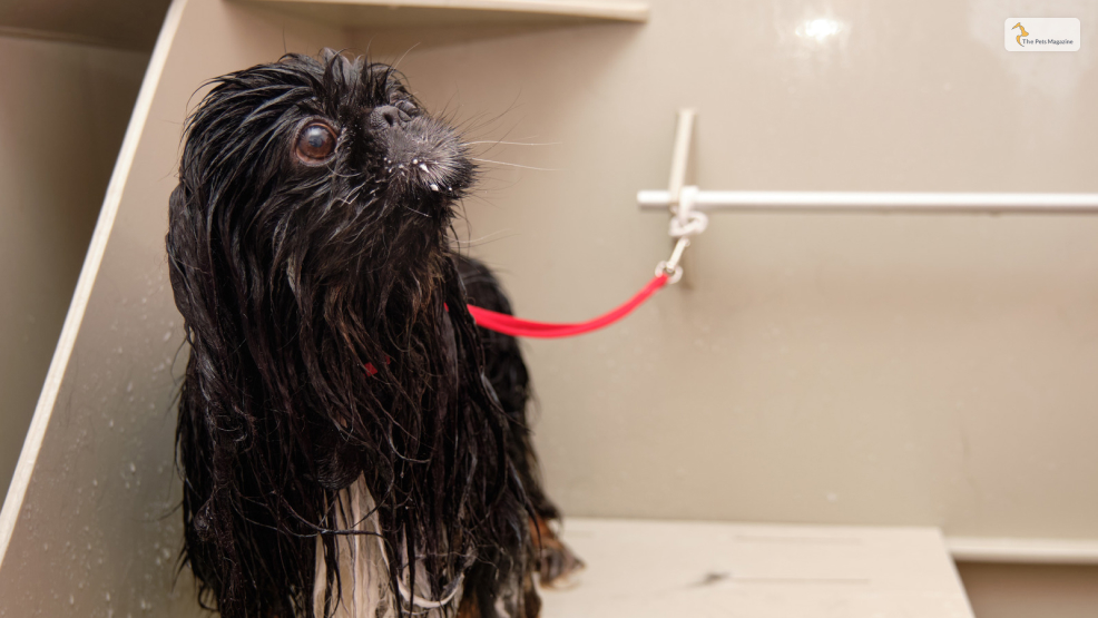 Wash-Your-Dog-With-Shampoo