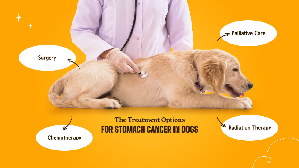 What Are The Treatment Options for Stomach Cancer in Dogs