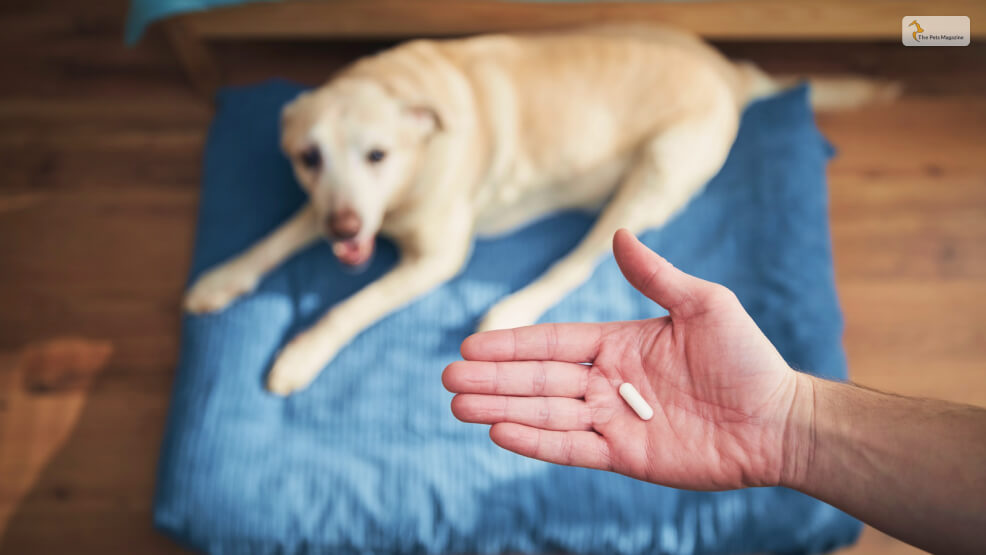 What-Can-I-Give-My-Dog-For-Pain_-Are-Human-Meds-Safe_