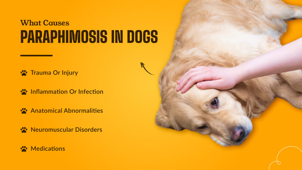 What Causes Paraphimosis in dogs