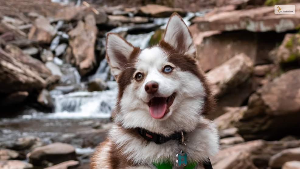 What-Does-the-Pomsky-Look-Like_