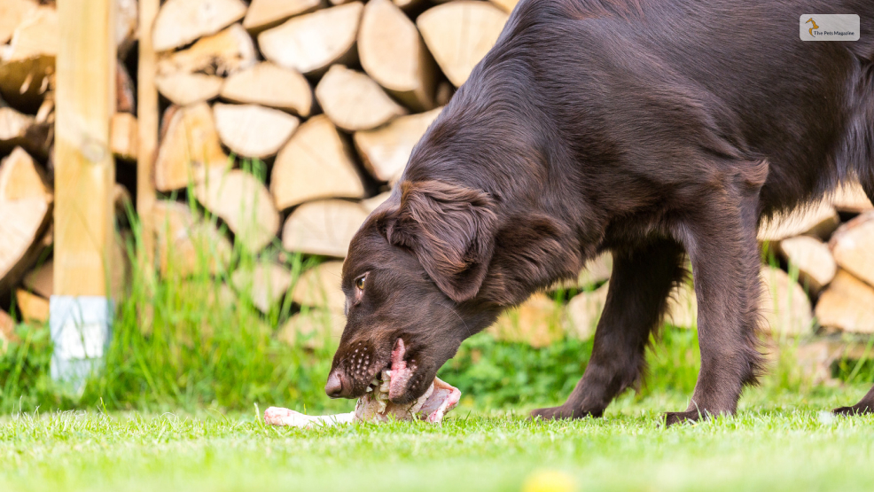 What-If-Your-Dog-Ate-Raw-Chicken_