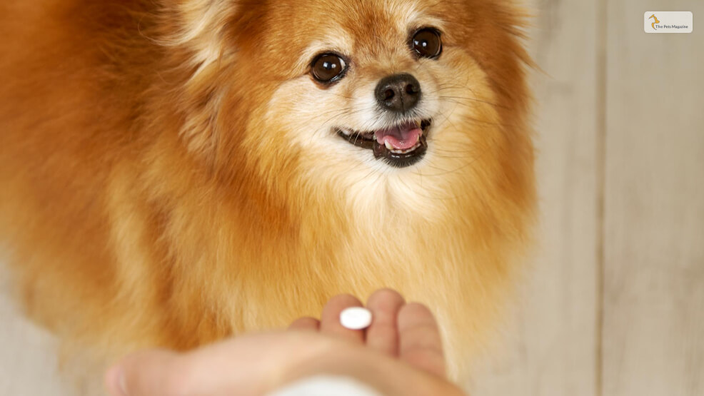 What-are-the-Benefits-of-Trazodone-for-Dogs