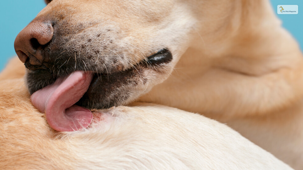 Why-Do-Your-Dog-Lick-Pus_