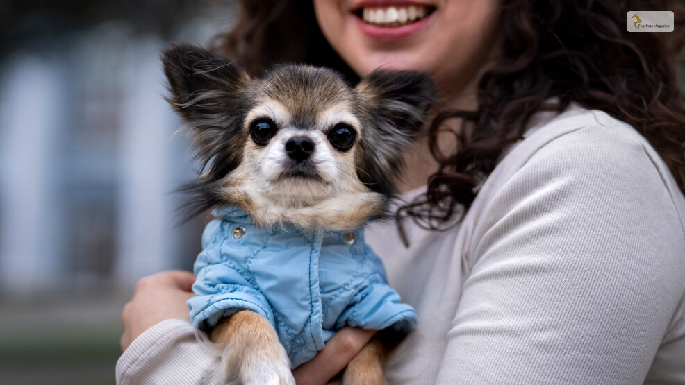 Why-Should-You-Consider-Getting-A-Chihuahua_