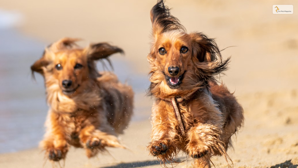 dachshunds-Training-And-Exercise