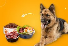 German Shepherd Food