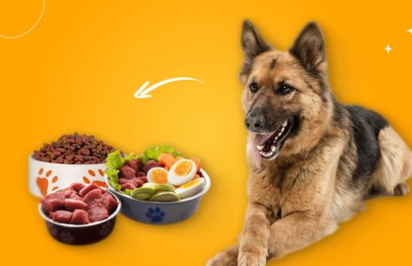 German Shepherd Food