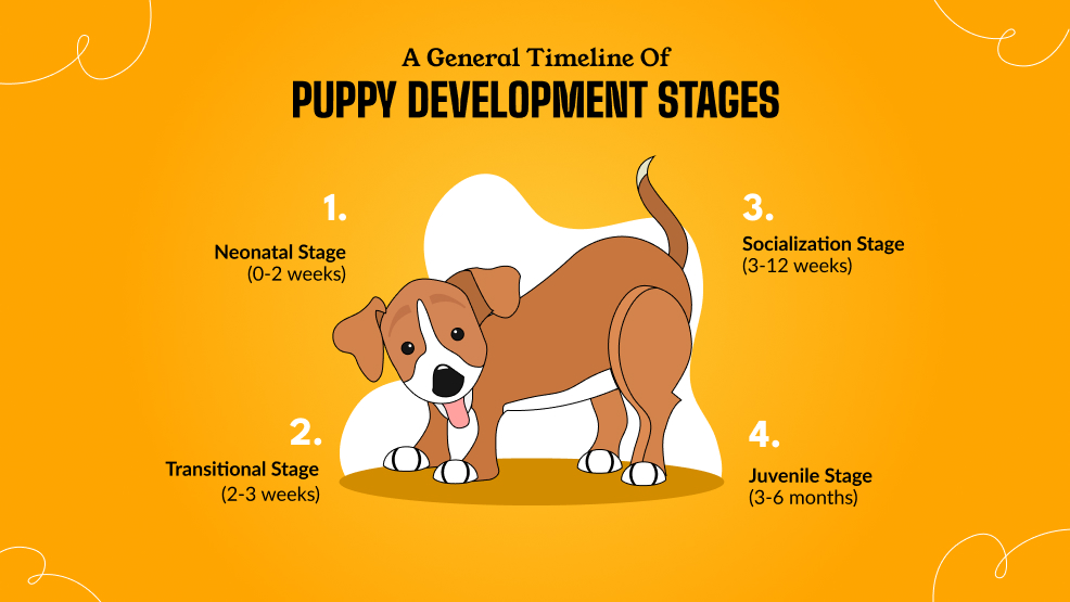 A General Timeline Of Puppy Development Stages