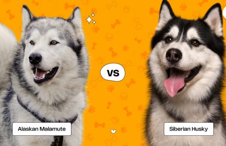 Alaskan Malamute Vs Siberian Husky