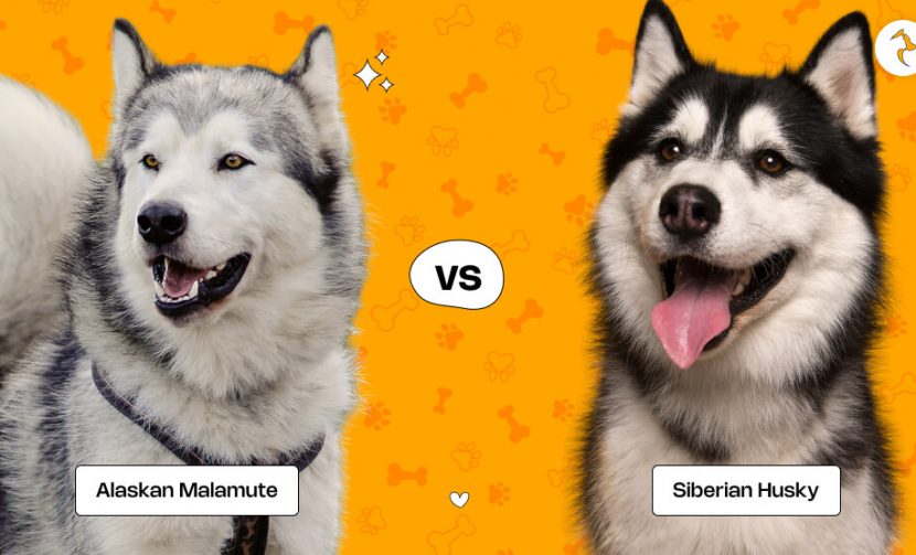 Alaskan Malamute Vs Siberian Husky