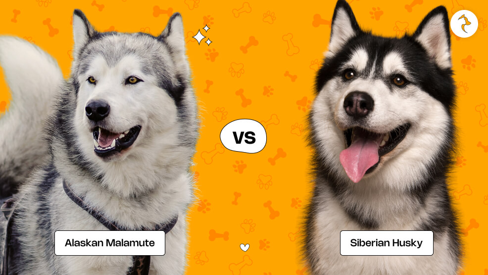 Alaskan Malamute Vs Siberian Husky