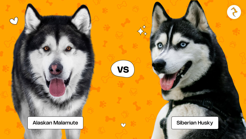 Alaskan Malamute vs Siberian Husky_ Temperament and Personality