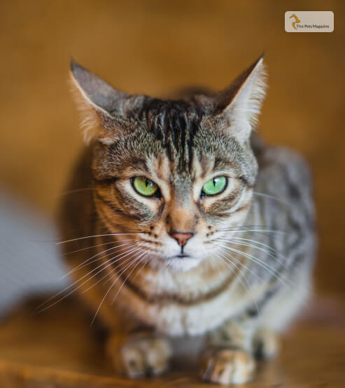 American Shorthair