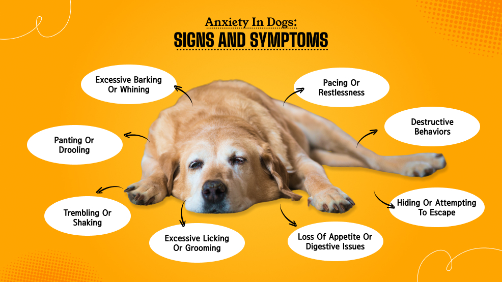 Anxiety in Dogs_ Signs and Symptoms