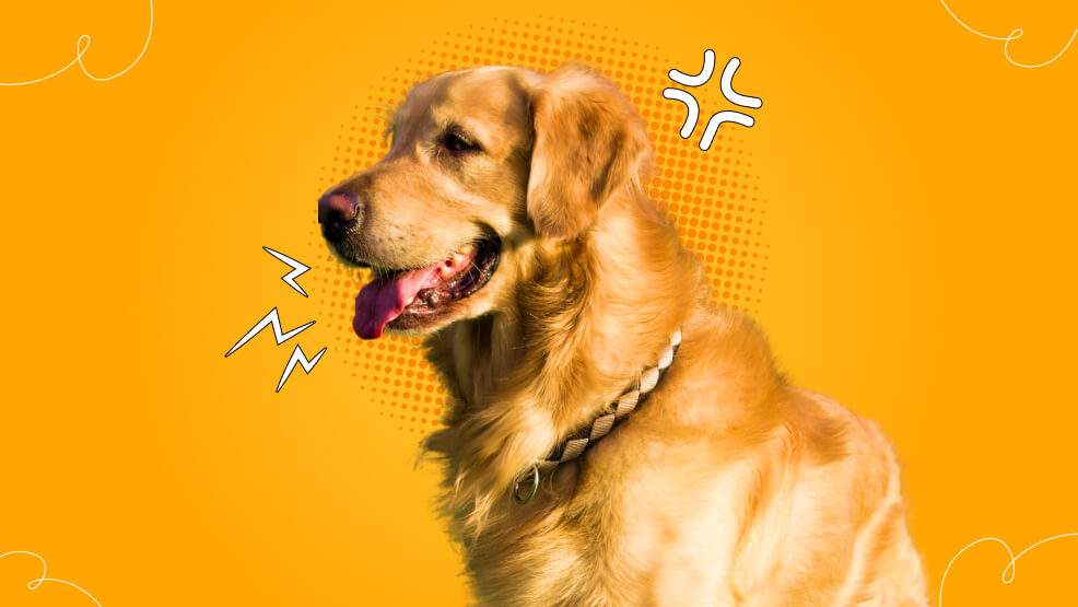 Are Golden Retrievers aggressive_