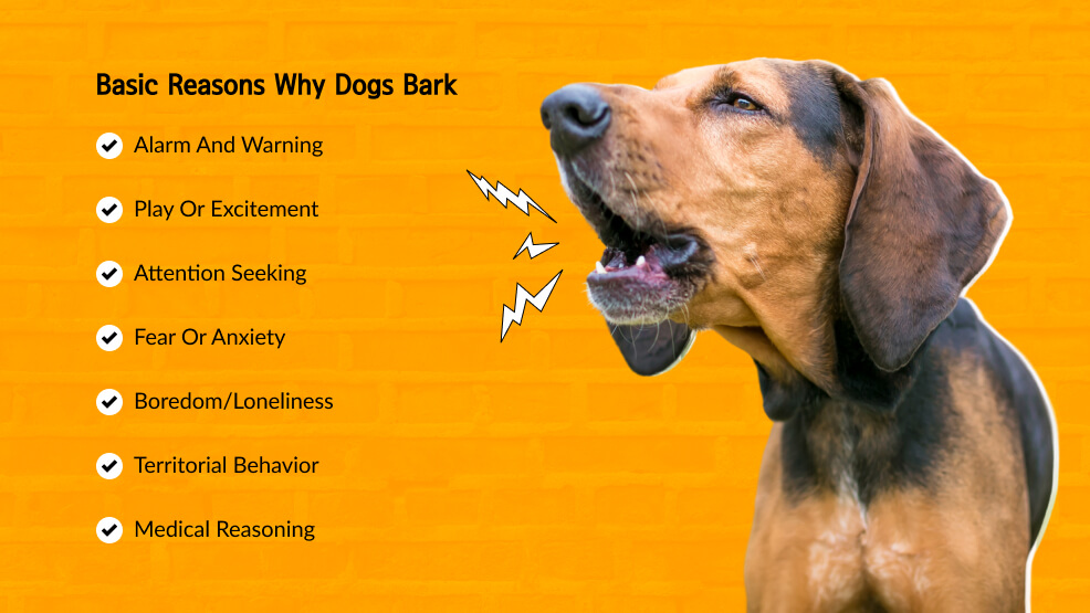 Basic Reasons Why Dogs Bark