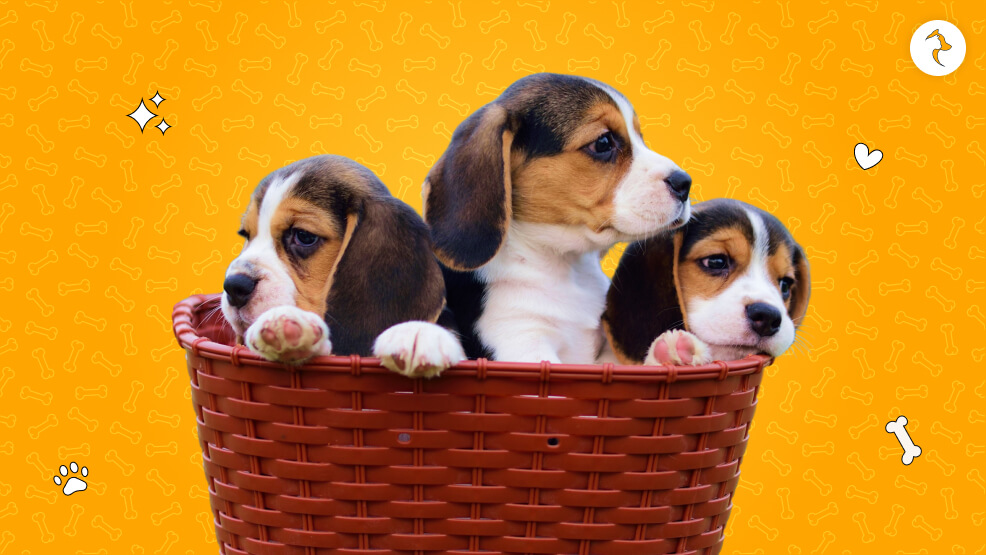 Beagles Breed Overview_ At A Glance