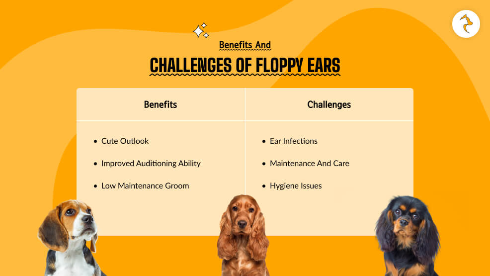 Benefits and Challenges of Floppy Ears