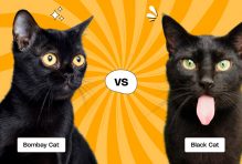 Bombay Cat vs Black Cat