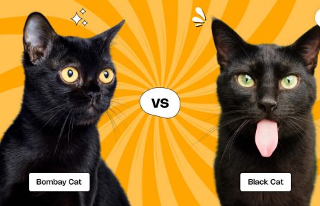 Bombay Cat vs Black Cat