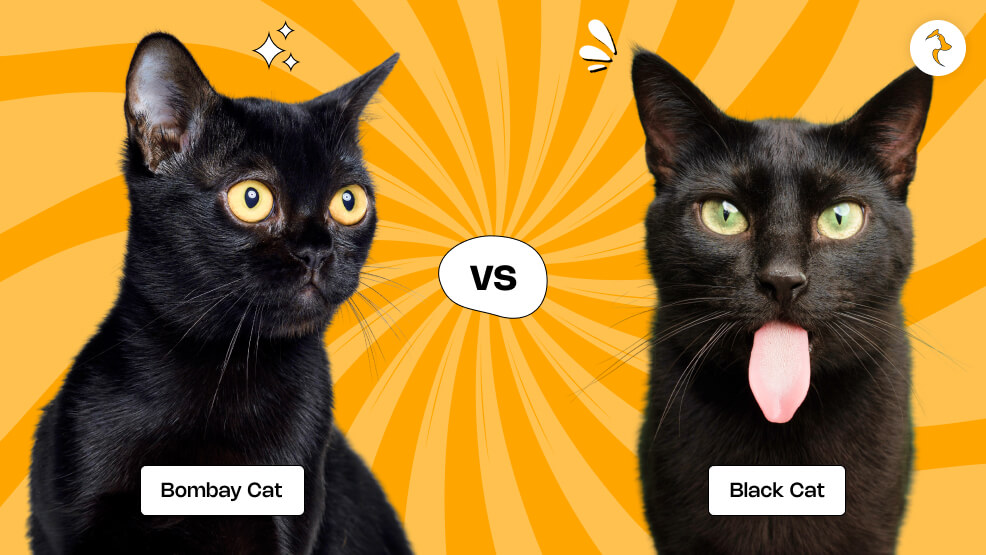 Bombay Cat vs Black Cat