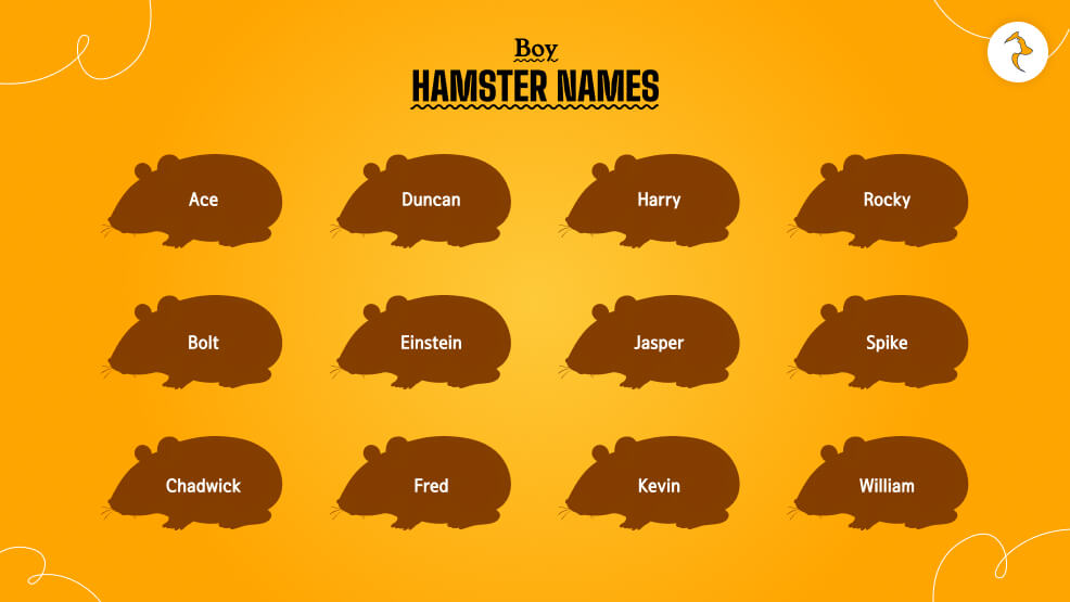 Boy-Hamster-Names