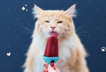 Can Cats Eat Ice Cream