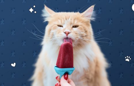 Can Cats Eat Ice Cream