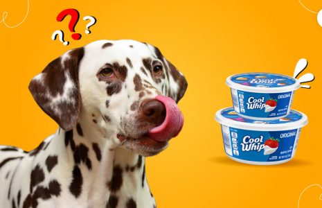 Can Dogs Have Cool Whip