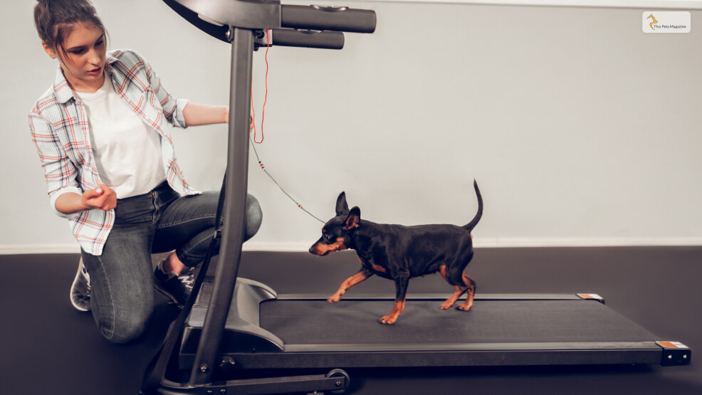 Can-Your-Dog-Use-Human-Treadmills_